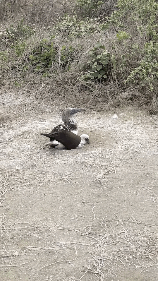 Blue-footed booby with baby
