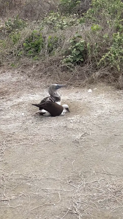 푸른발부비새와 아기 새