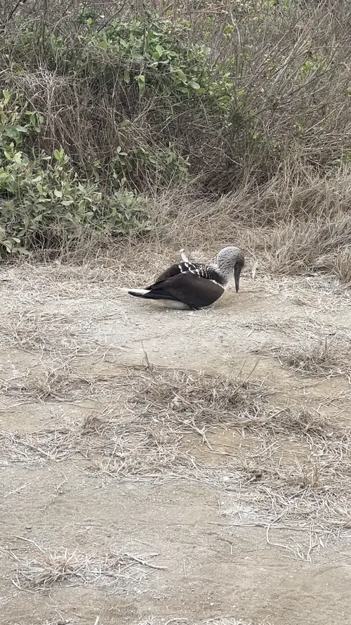푸른발부비새와 알들