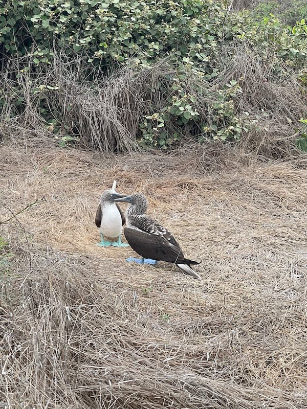 Blue-footed booby