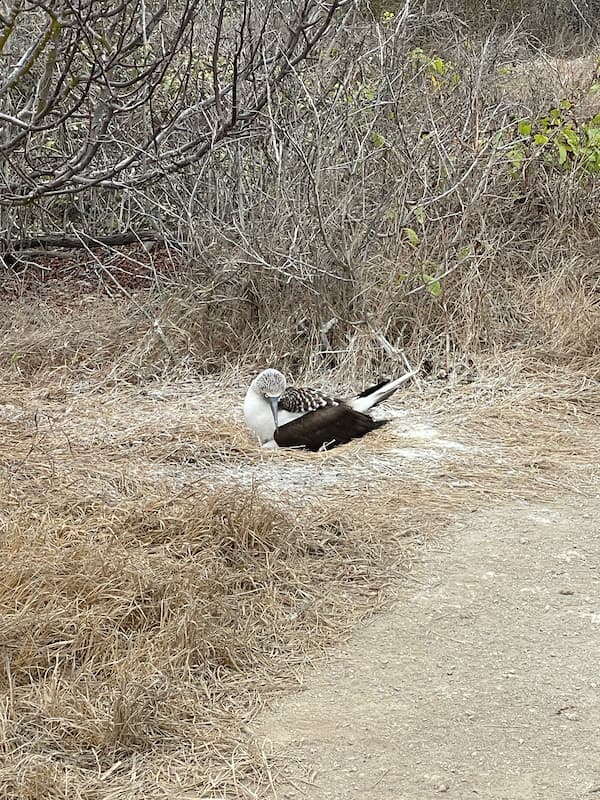 Blue-footed booby