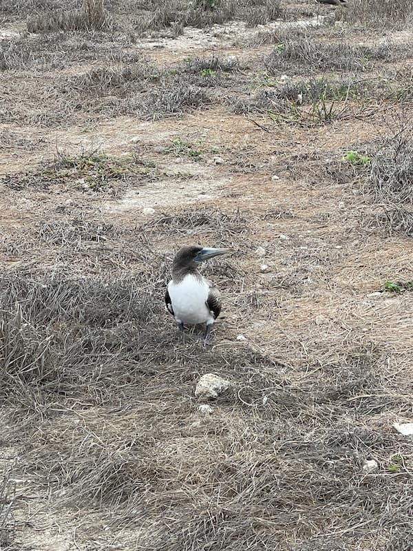 Blue-footed booby