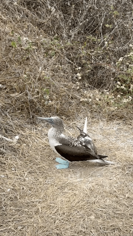 Blue-footed booby