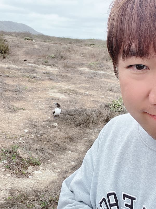 Blue-footed booby with blogger