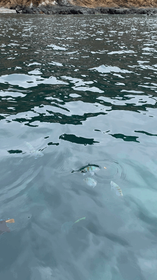 Fishes in Plata island