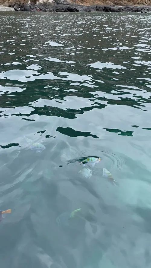 플라타 섬의 물고기들