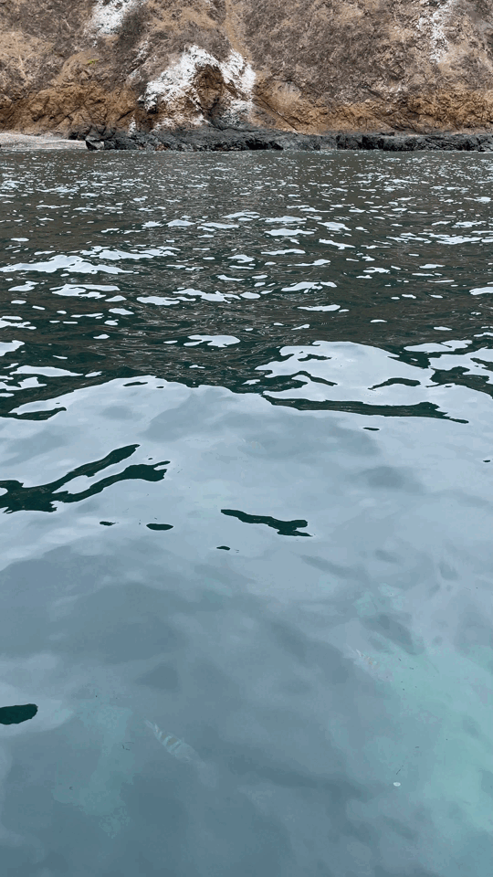 Fishes in Plata island