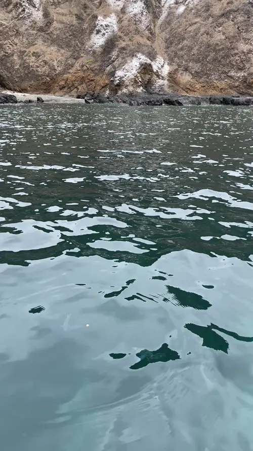 플라타 섬의 물고기들