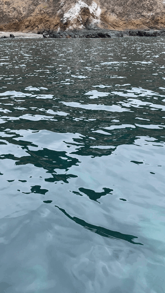 Fishes in Plata island