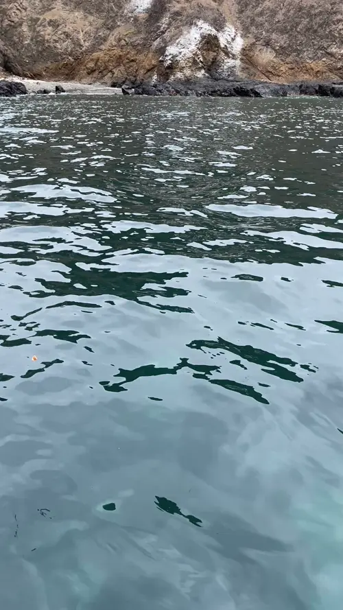 플라타 섬의 물고기들