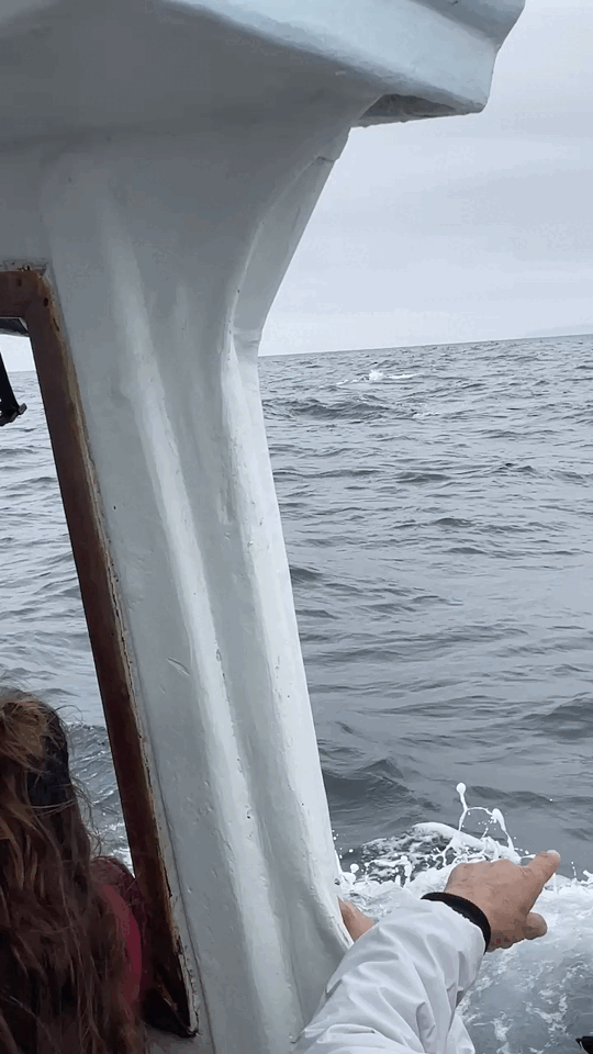 Humpback whale
