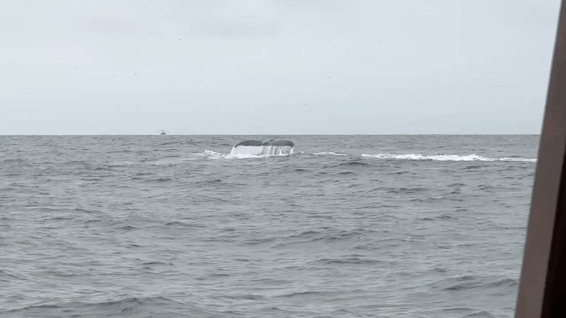 Humpback whale