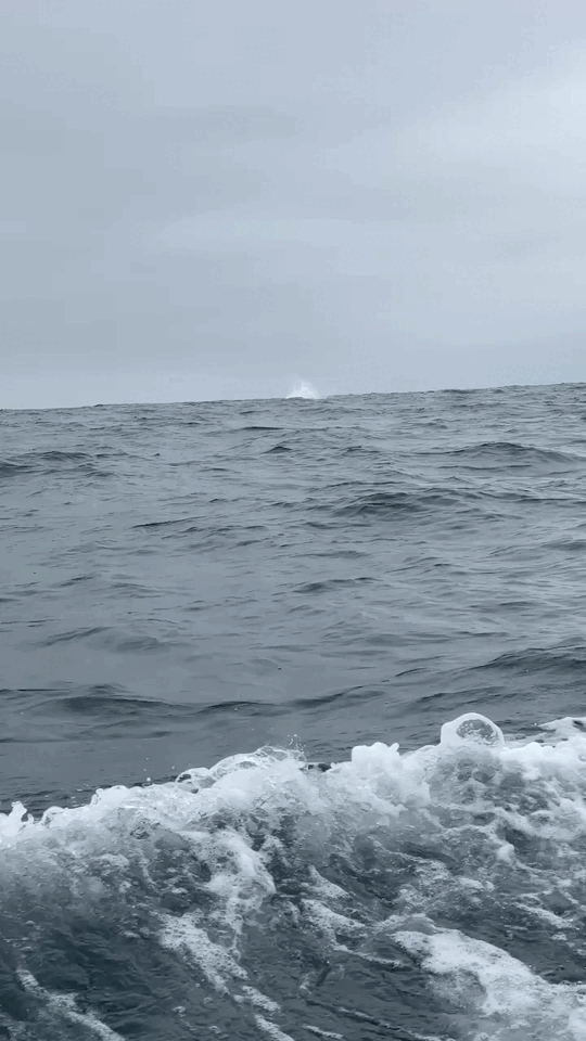 Humpback whale