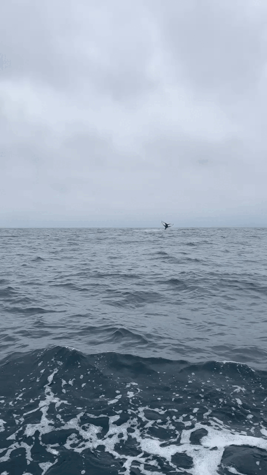 Humpback whale