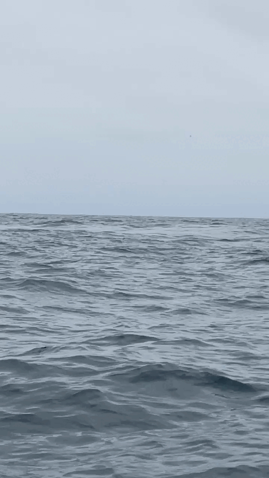 Humpback whale