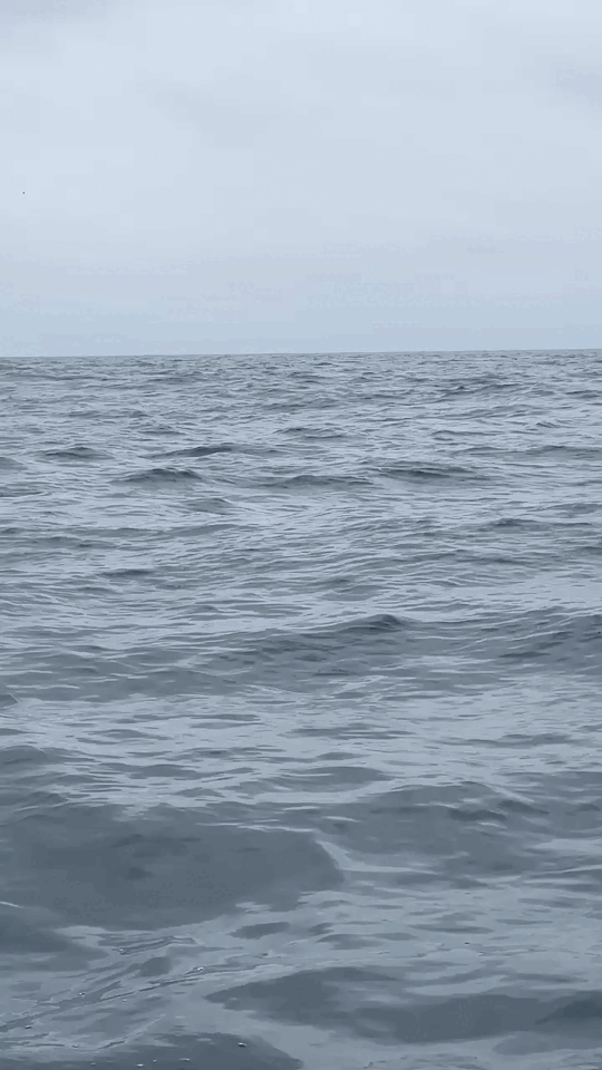 Humpback whale