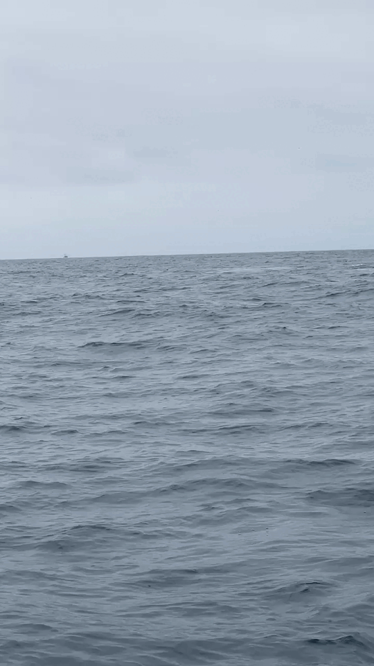 Humpback whale