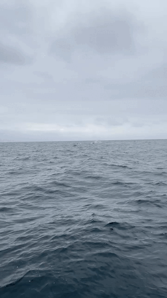 Humpback whale