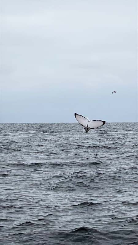 Humpback whale