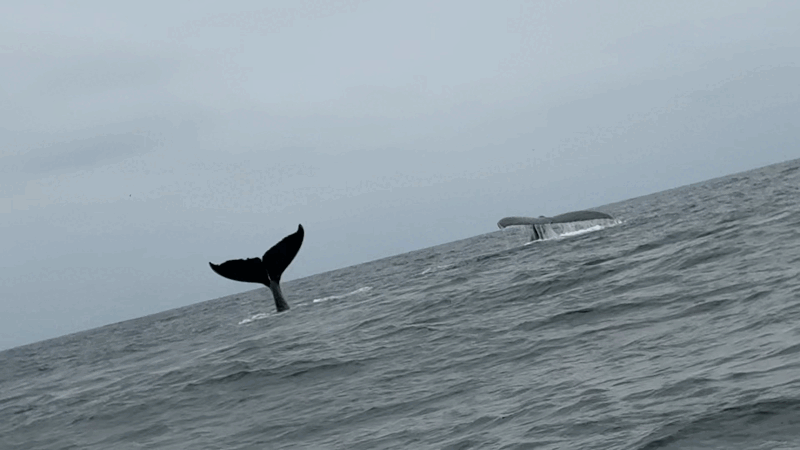 Humpback whale