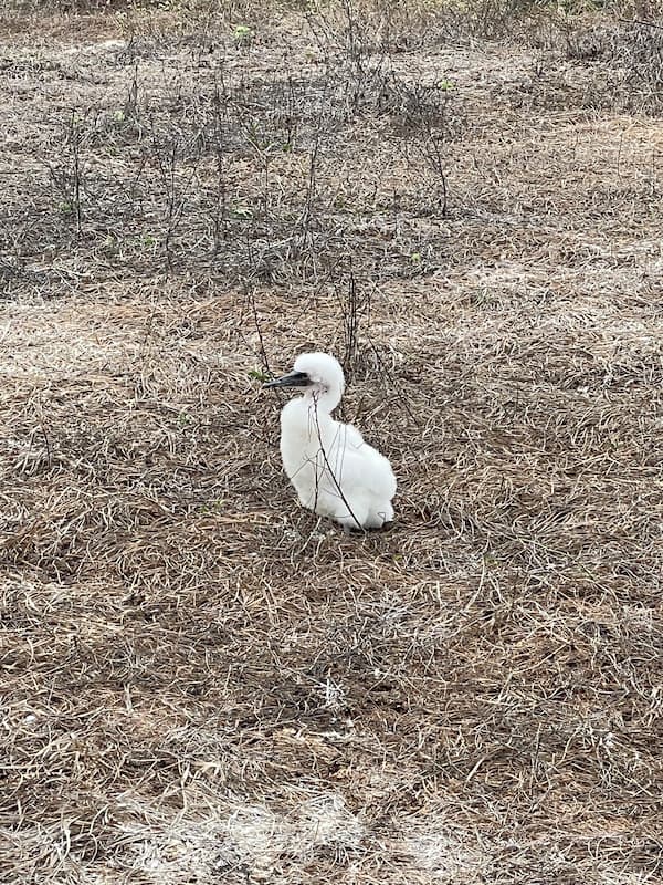 Nazca booby baby