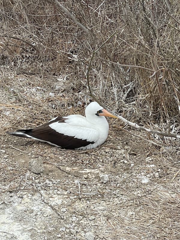 Nazca booby