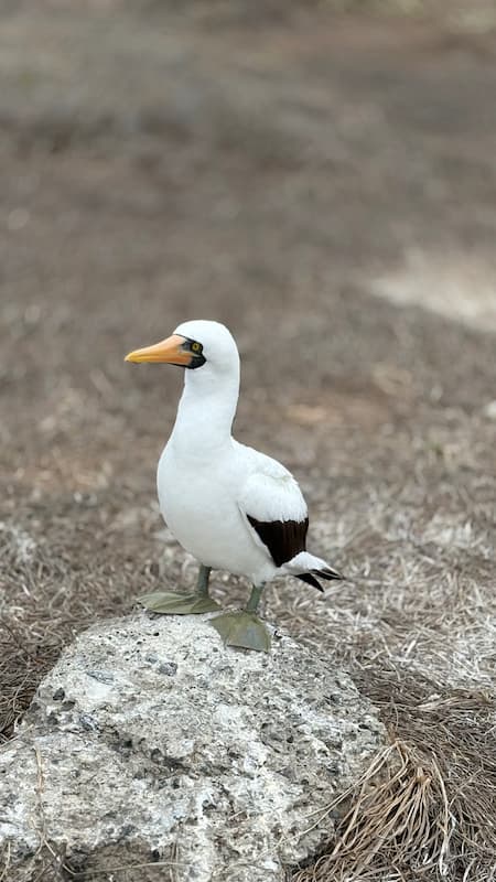 Nazca booby