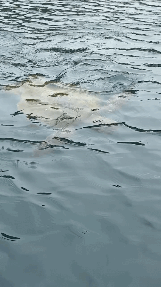 Sea turtle