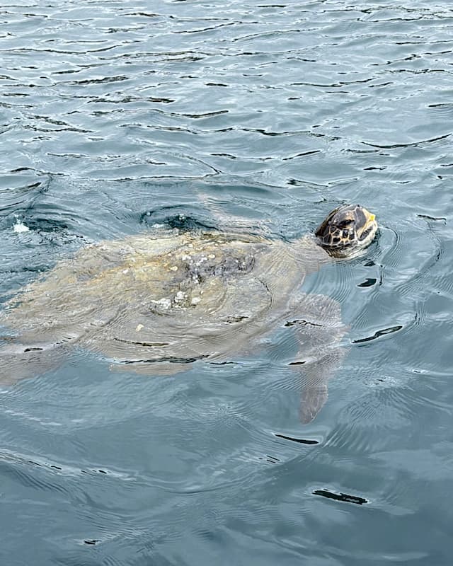 Sea turtle