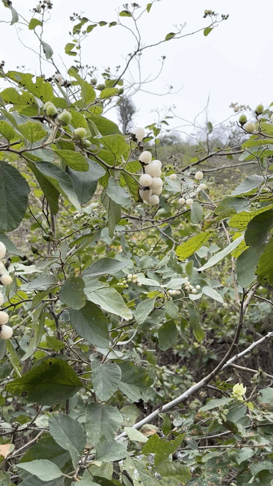 The only fruit tree on the Plata island