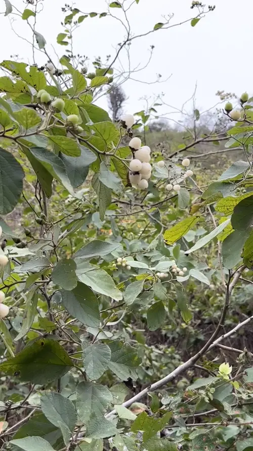 플라타 섬에서 유일하게 열매를 맺는 나무