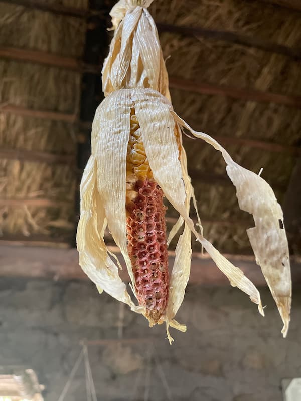 Corn