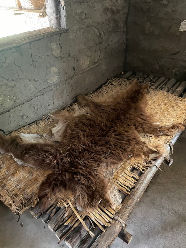 Hairs from llama