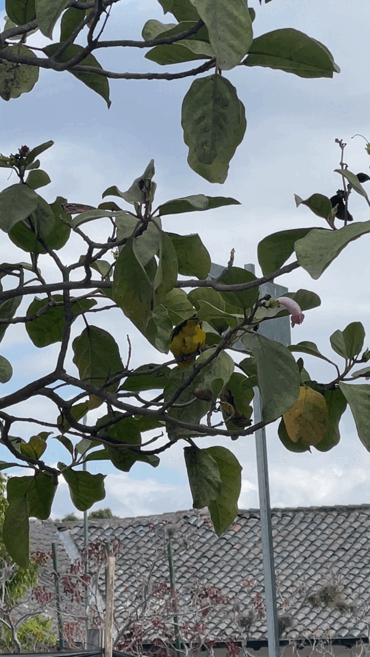 Yellow bird