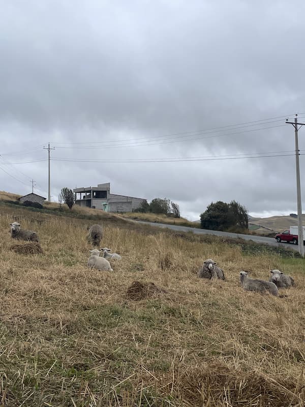 훌리안 아저씨가 키우시는 양들