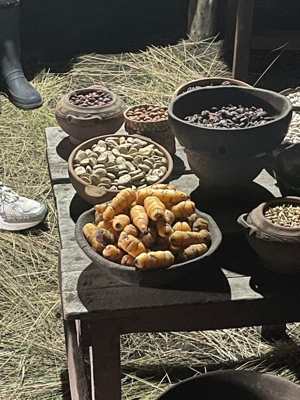 작물들 사이에 유카