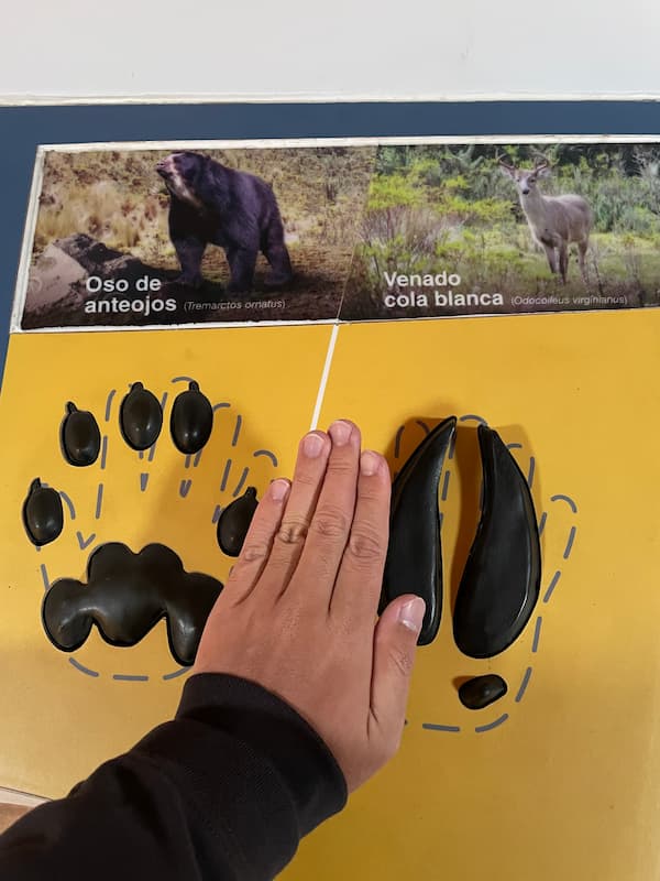 Animal footprints