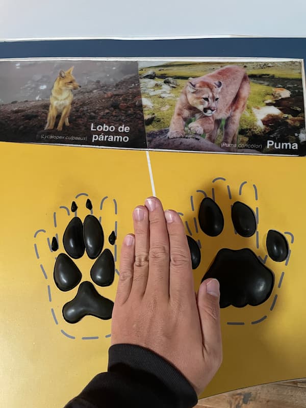 Animal footprints