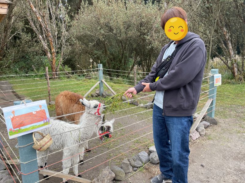 Blogger feeding alpacas