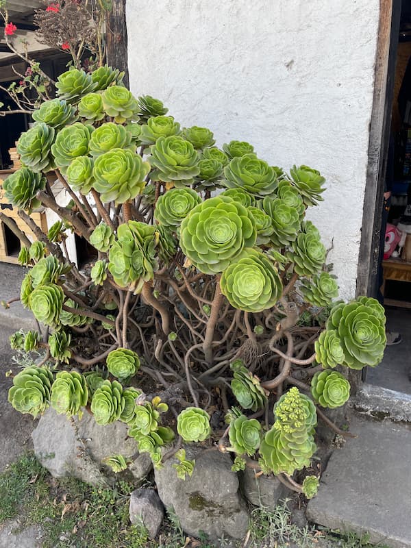 Rosette plant