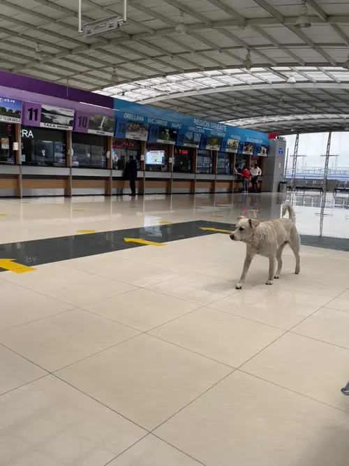 터미널을 활보하는 야생으로 보이는 개