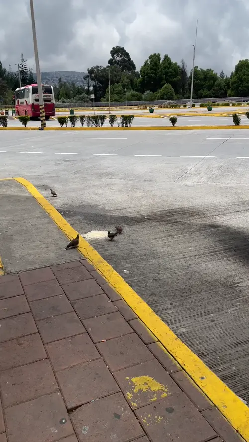 승강장 바닥의 모이를 두고 싸우는 비둘기들