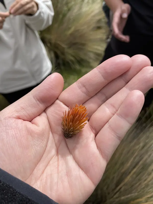 불꽃과도 같은 색상과 형태를 가진 안데스의 꽃