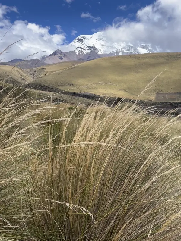 라 초레라의 억센 풀