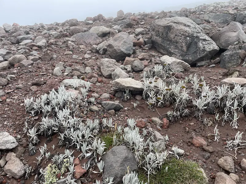 생존하기 위해 진화한 고산 식물들의 모양