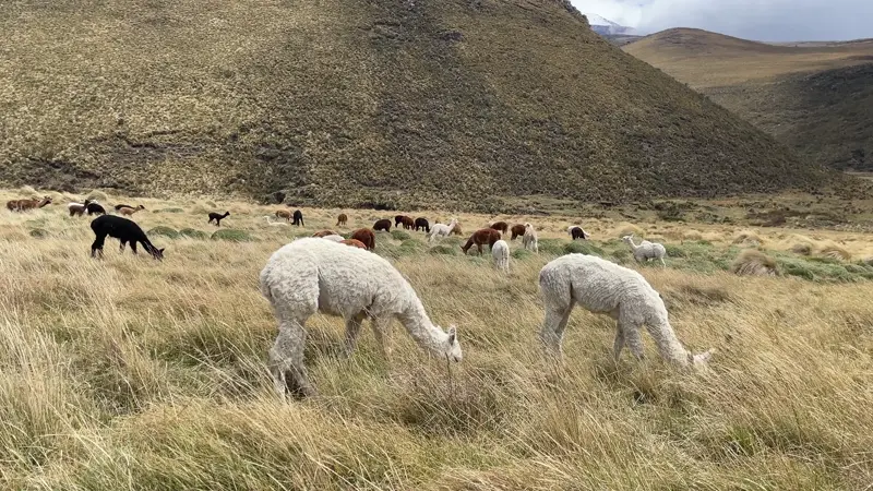 자유로이 벌판에서 풀을 뜯는 수많은 알파카