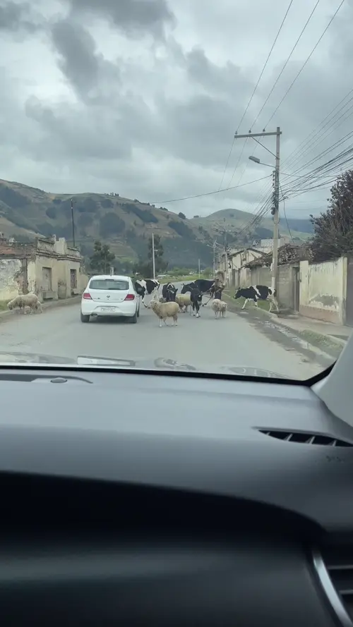 도로를 막고 지나가는 가축들의 행렬