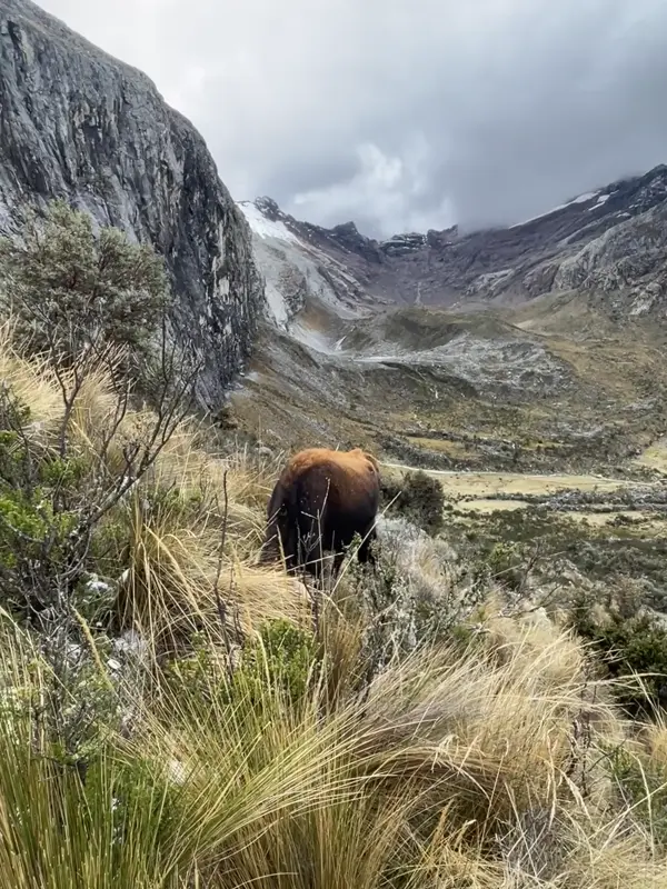 해발 4,000m 이상에서 풀을 뜯으며 사는 소