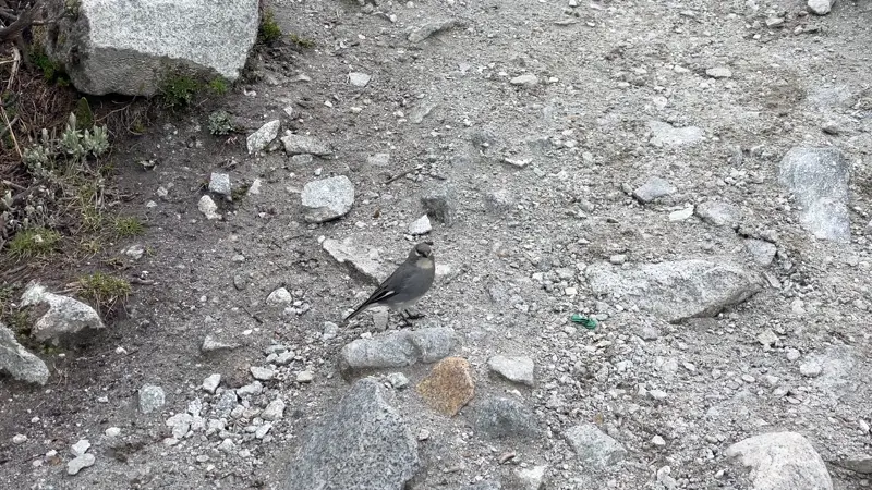 귀엽게 총총걸음을 하는 새