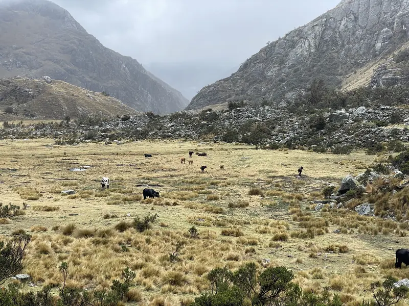 우아스카란 국립공원에서 사는 소들